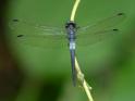 Cannaphila insularis (Gray-waisted Skimmer) male-2.jpg